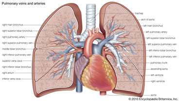 Arginine in arterial vs venous blood in lung inflammation