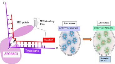Artificial RNA editing for genetic cord restoration 