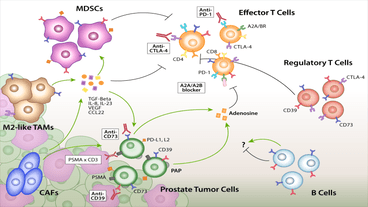 Dissecting the immune suppressive human prostate tumor microenvironment via single-cell and spatial transcriptomic analyses 
