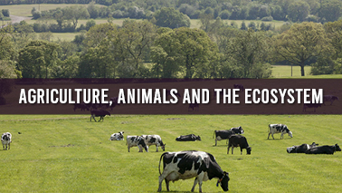 Peers Alley Media: Agriculture, Animals and the Ecosystem