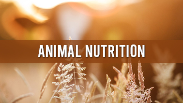 Peers Alley Media: Animal Nutrition