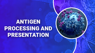 Peers Alley Media: Antigen Processing and Presentation