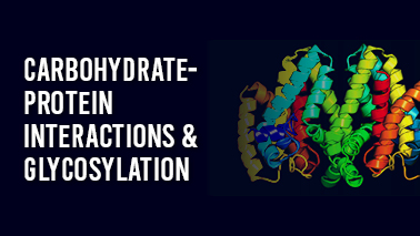 Peers Alley Media: Carbohydrate-Protein Interactions and Glycosylation