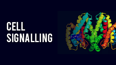 Peers Alley Media: Cell Signalling