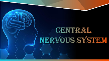 Peers Alley Media: Central Nervous System