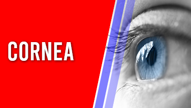 Peers Alley Media: Cornea