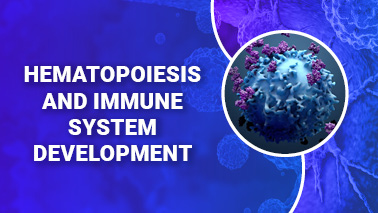 Peers Alley Media: Hematopoiesis and Immune System Development