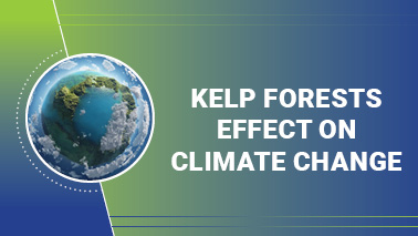 Peers Alley Media: Kelp Forests effect on Climate Change
