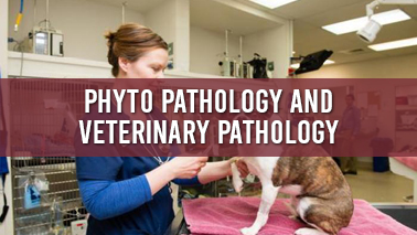 Peers Alley Media: Phyto Pathology and Veterinary Pathologyy