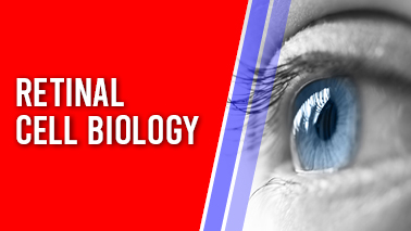 Peers Alley Media: Retinal Cell Biology