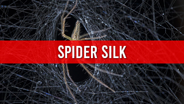 Peers Alley Media: Spider Silk