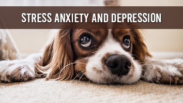 Peers Alley Media: Stress, Anxiety and Depression