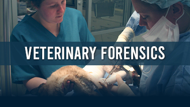Peers Alley Media: Veterinary Forensics
