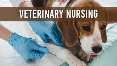 Peers Alley Media: Veterinary Nursing
