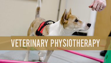 Peers Alley Media: Veterinary Physiotherapy