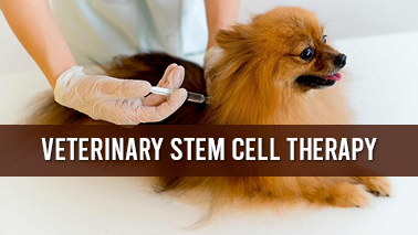 Peers Alley Media: Veterinary Stem Cell Therapy